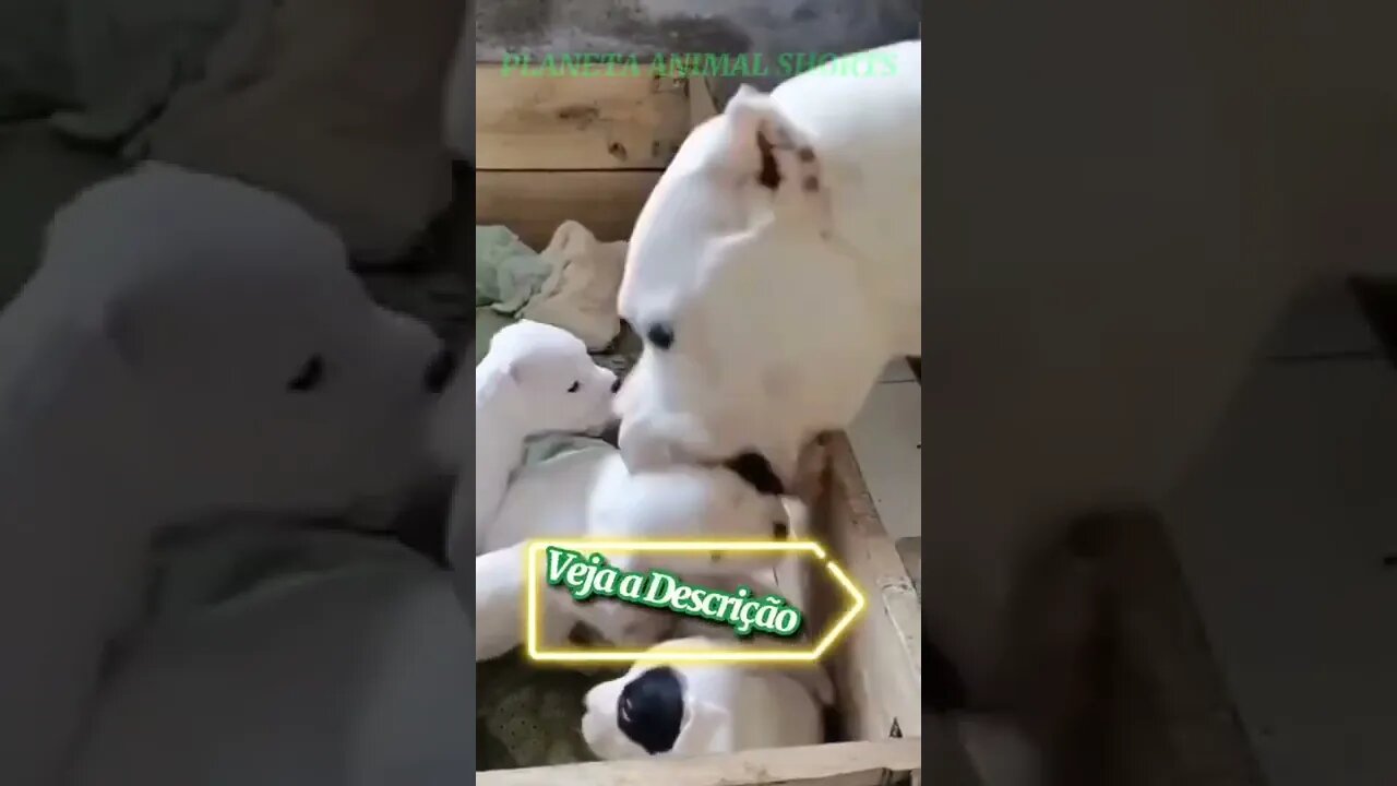 FILHOTES DE DOG ARGENTINO #shorts #planetaanimalshorts #animals