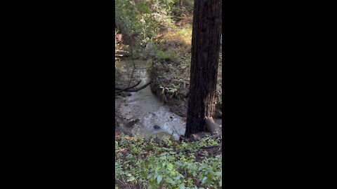 Redwood Creek and small Falls