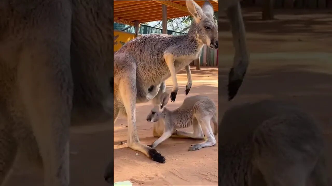 San Antonio Zoo @sanantoniozoo - Weve all had one of those days #shorts #shorts