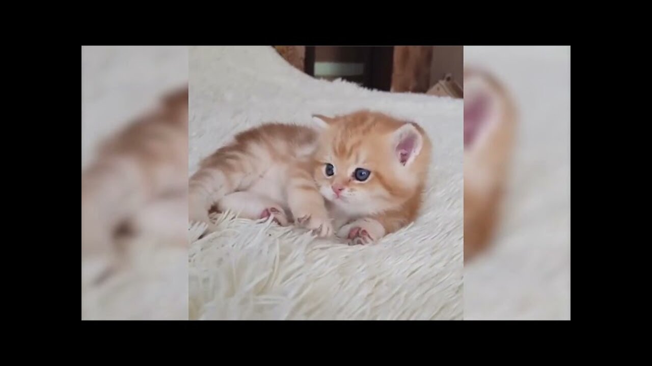 Funny Viral Animals Videos 2020