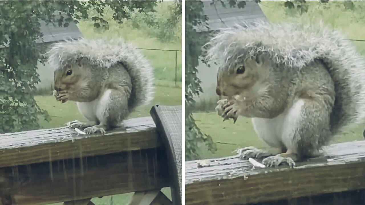 Smart squirrel uses his tail as an umbrella