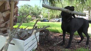 Dog Library unites Davis Island neighbors