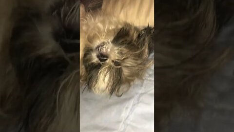 Shih Tzu amazing sleep position