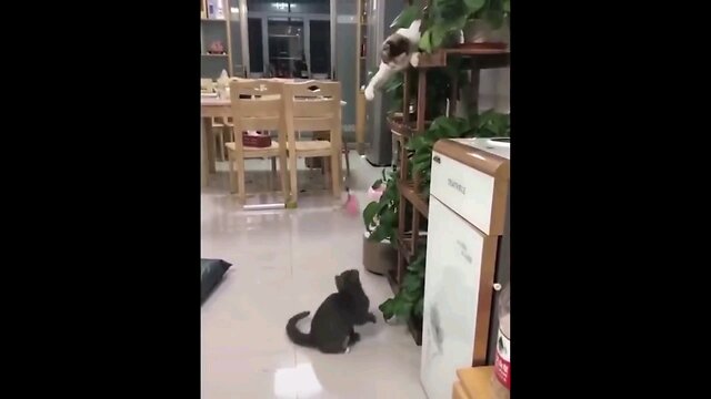 cute cat video