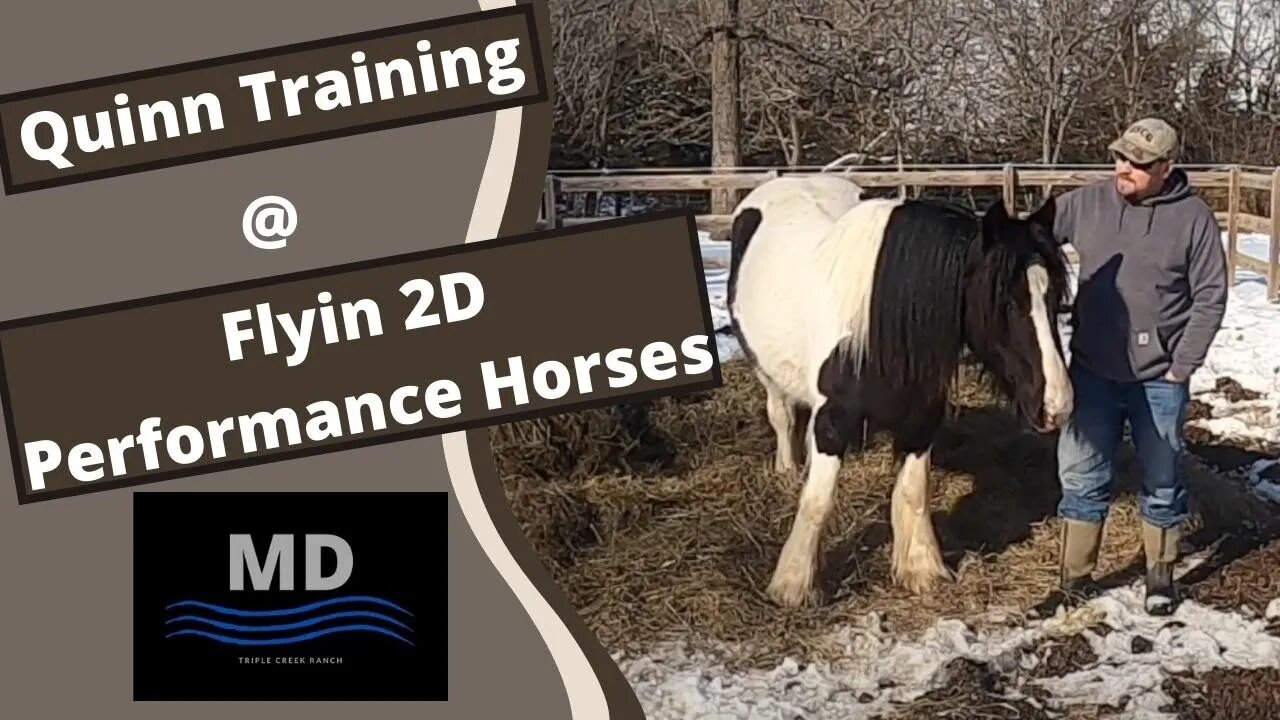 Gypsy Mare- Quinn 30 Day Horse Training