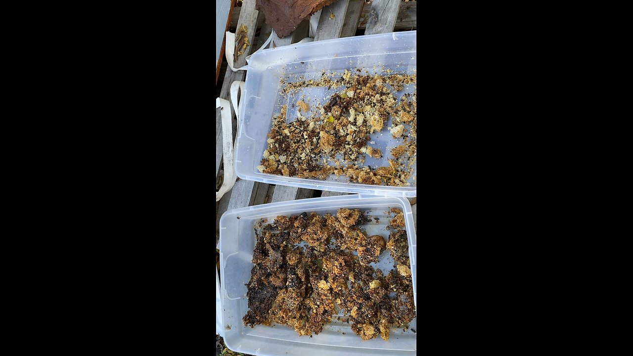 Capped honey comb turned to dust by the girls.