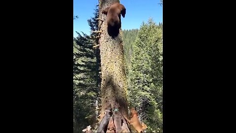 Bear poops on dogs