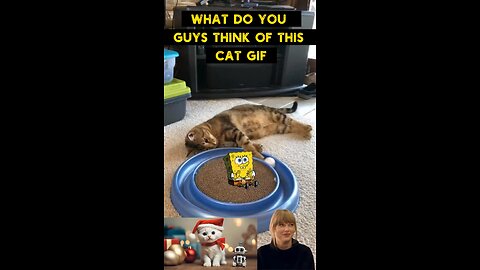 Cute Cat Gif