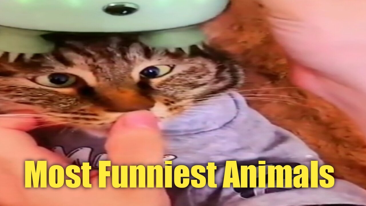 The Most Funniest animals in the planet