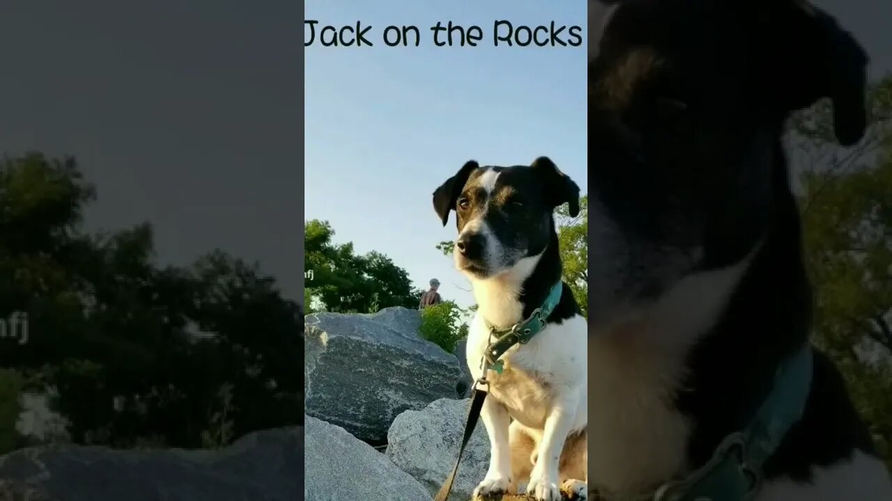 Jack Russell dog