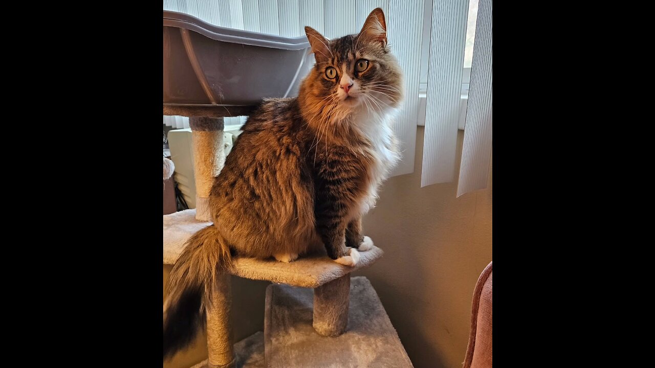 Petunia And Her Favorite Window (Featuring Petunia The Norwegian Forest Cat)