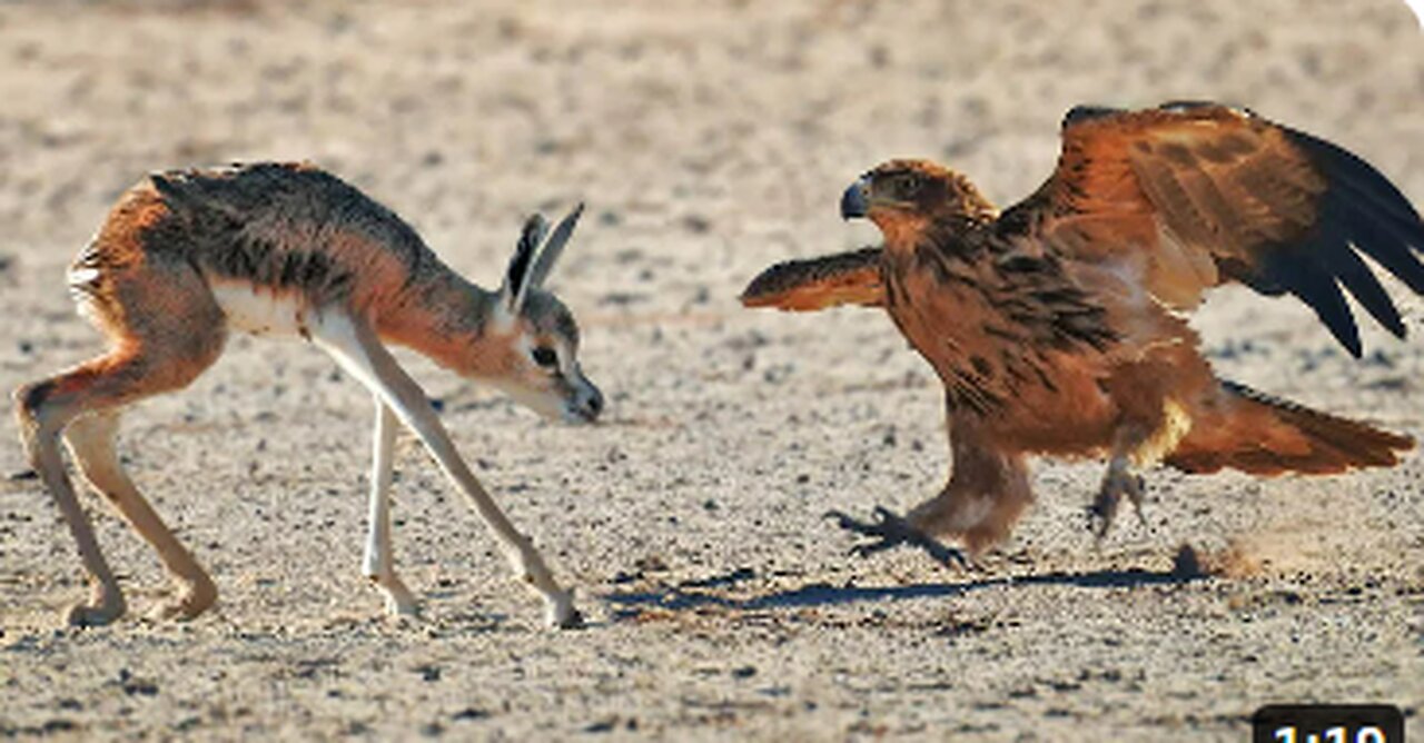 Abandoned Baby Buck gets Attacked by Eagles,VIRAL,TRENDING,