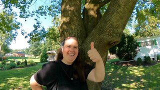 Climbing A Tree With Homestead TESSIE!