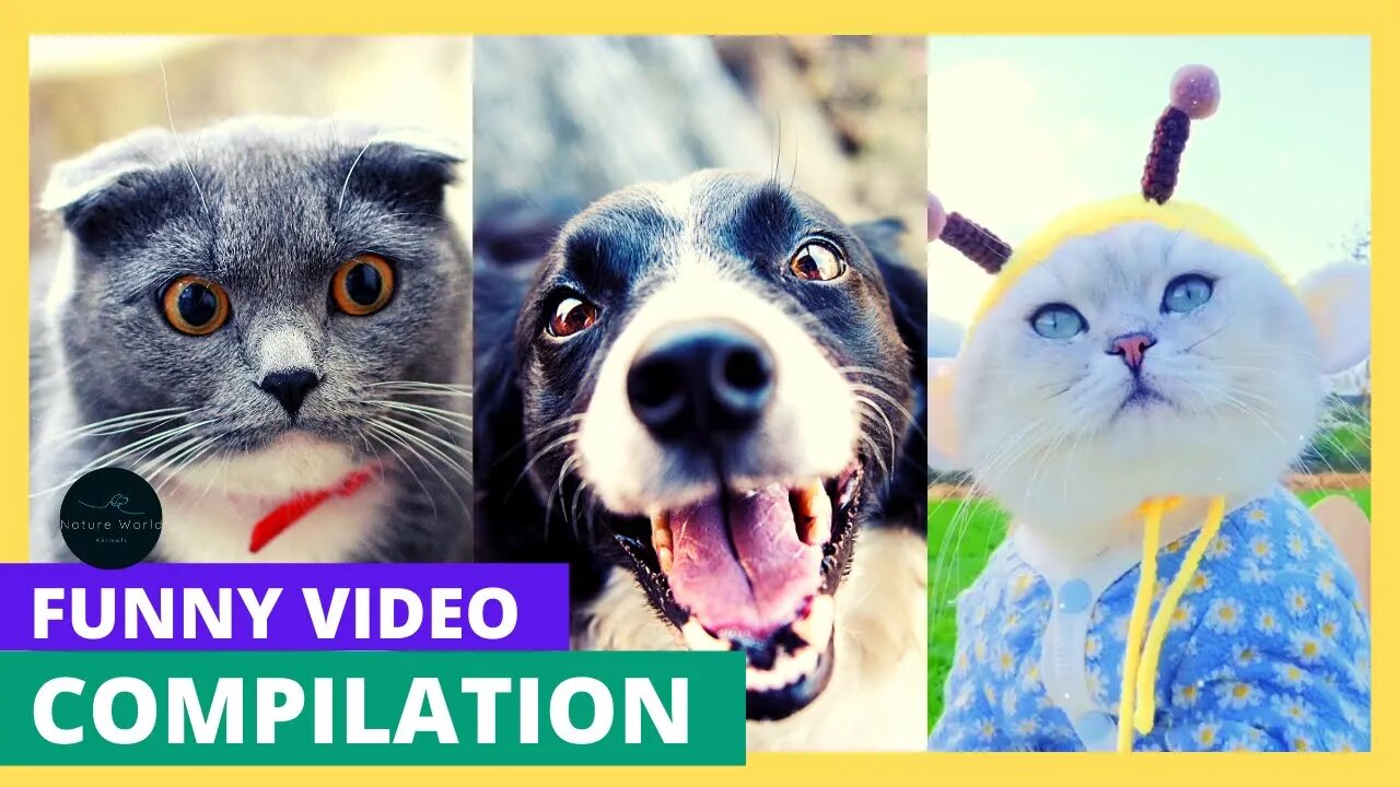 😍😺Funniest Dogs And Cats Videos - Best Funny Animal Videos 2022 😄