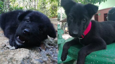 Funny cute baby dog playing