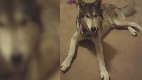 Canton police on the hunt for wolf thief