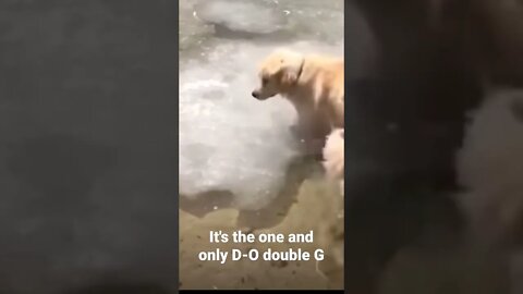 MEME is the one and only D-O double G #shorts