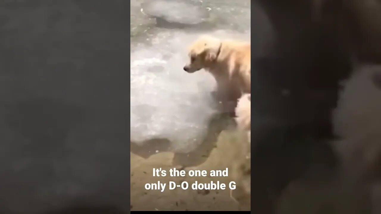 MEME is the one and only D-O double G #shorts