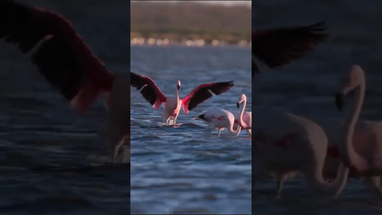 Why are Flamingos Pink?🤔 #shorts #travel #safari