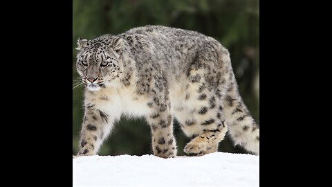 Snow leopards. Perfection hunter