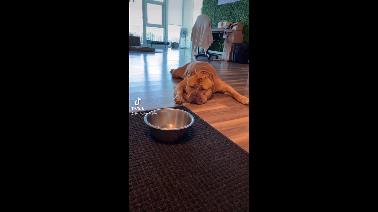 GIANT Pit Bull tries sparkling water for first time! 🦁💦🫧