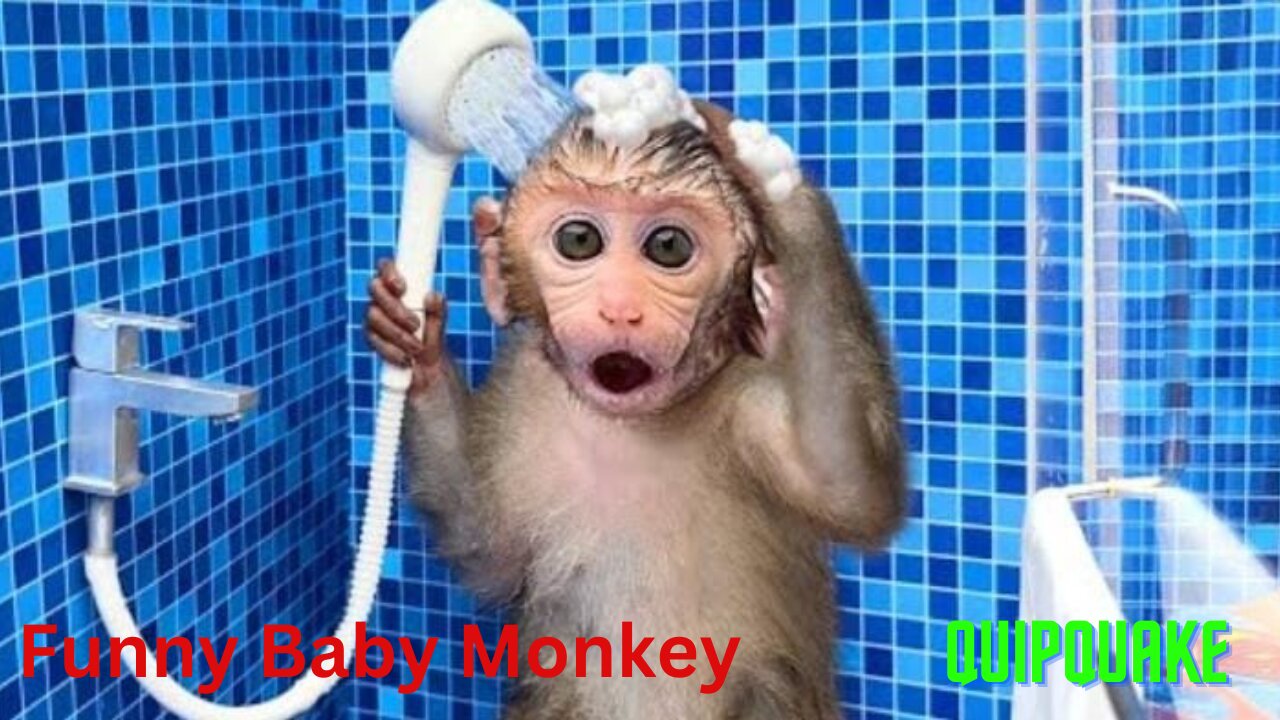 Baby Monkey doing funny things