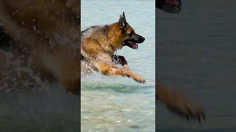 German Shepherd Ocean Run #shorts #short