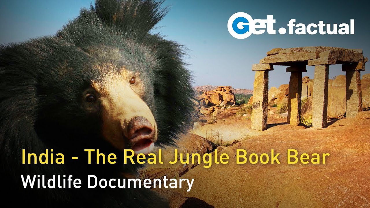 Jungle Book Bear | Wildlife Documentary