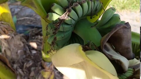 BANANA TREE UPDATE JULY 8TH 2020