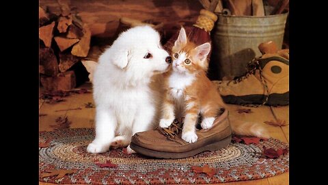 Cute Dog singing a song best funny video 🤣😂😝 #funny #dog #cat #baby #animals