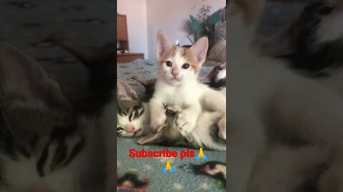 #youtubeshorts cute cats subscribe please❤️🙏