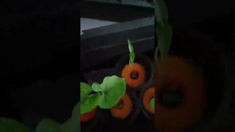 hydroponics experiment plant growth update