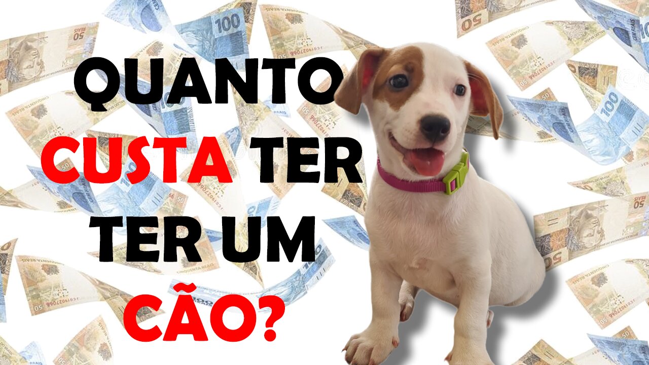 Quanto Custa Ter um Cachorro?