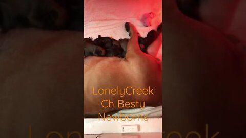 New born puppies. LonelyCreek bullmastiff #bullmastiffpuppy