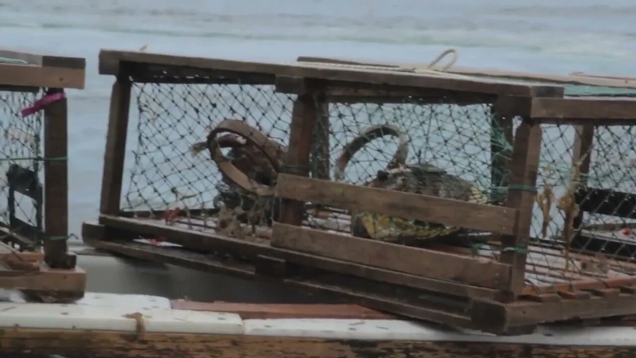 commercial fishermen preparing their lobster