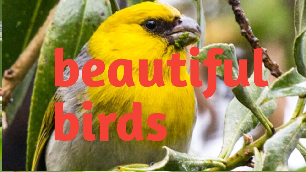 Beautiful birds