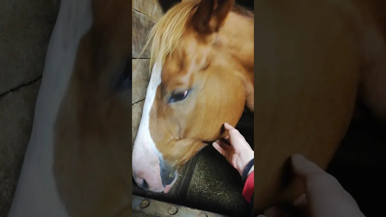 Meet Carter the sweetest stud ❤️