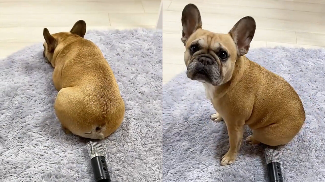 French Bulldog Fart With Mic