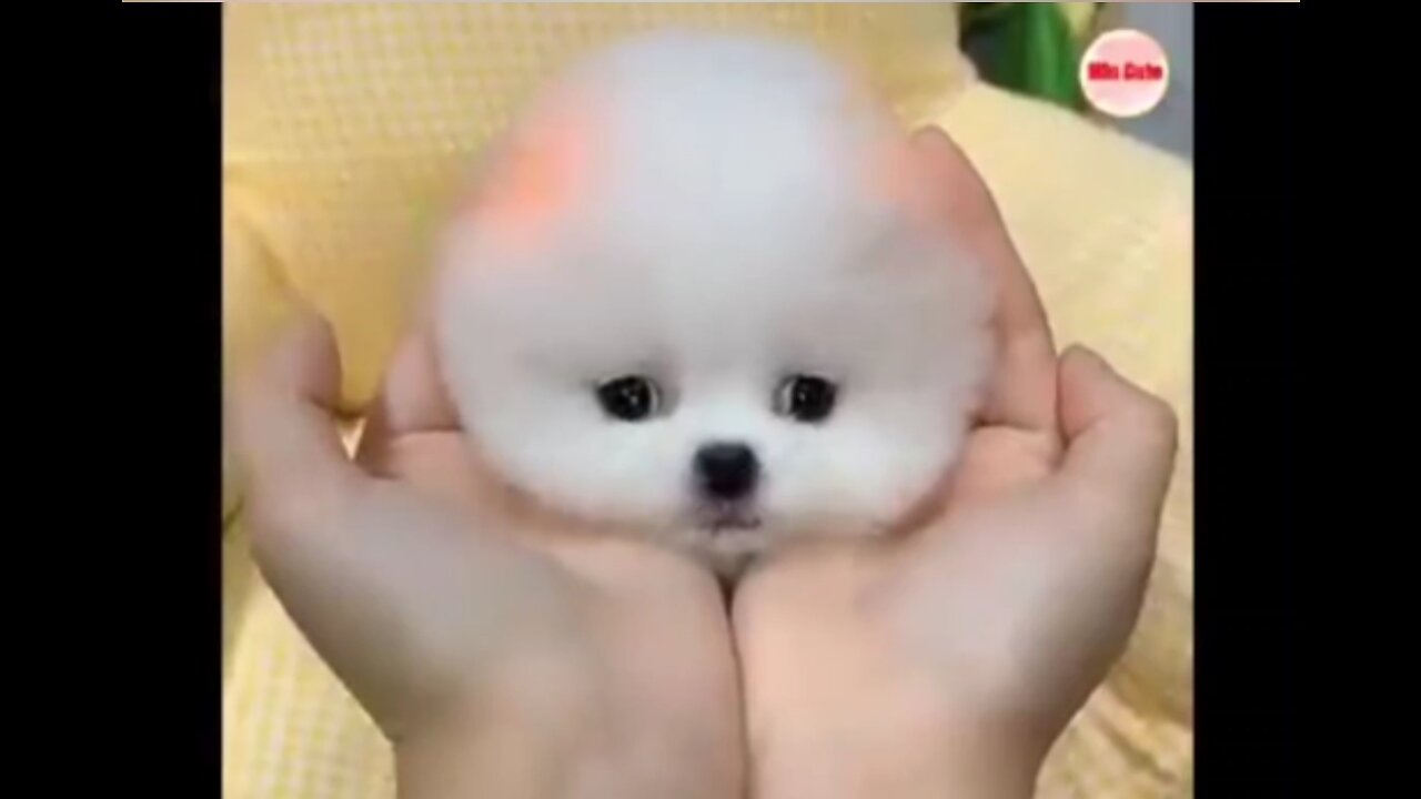 Funny and cute Pomeranian 😍