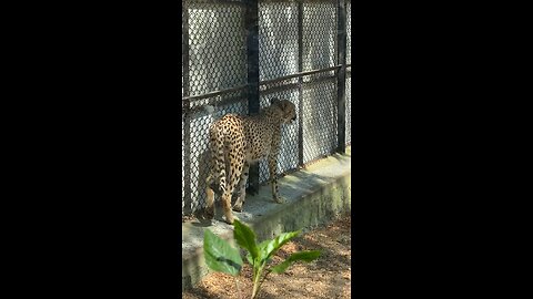 Indian leopard 🐆