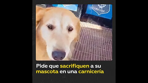 Mujer pide en una carnicería que sacrifiquen a su perro