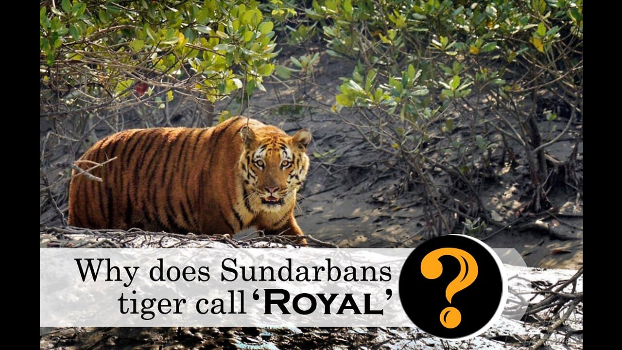 The king of the Sundarbans is the Royal Bengal Tiger