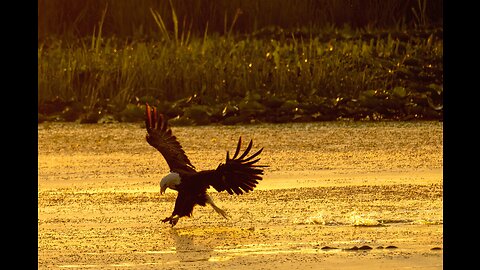 The Eagle Dies While Hunting Octopus In The Ocean