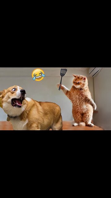 Funny animals video, kitten cat funny video, funny cats and dogs
