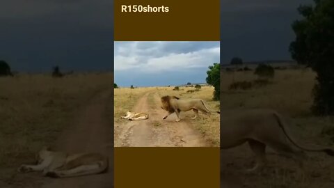 Lion Cute Video shorts,Lion Kills Video YouTube shorts Video #r150shorts #youtubeshorts #ytshorts