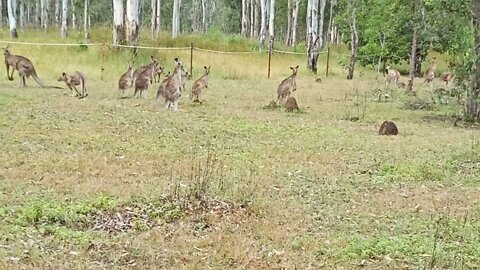 Kangaroos, we came across this morning ( Video 1 ) 25th April 2021