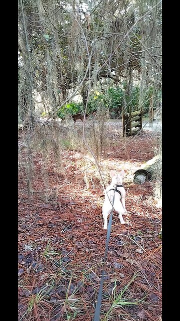 Berty will chase any animal