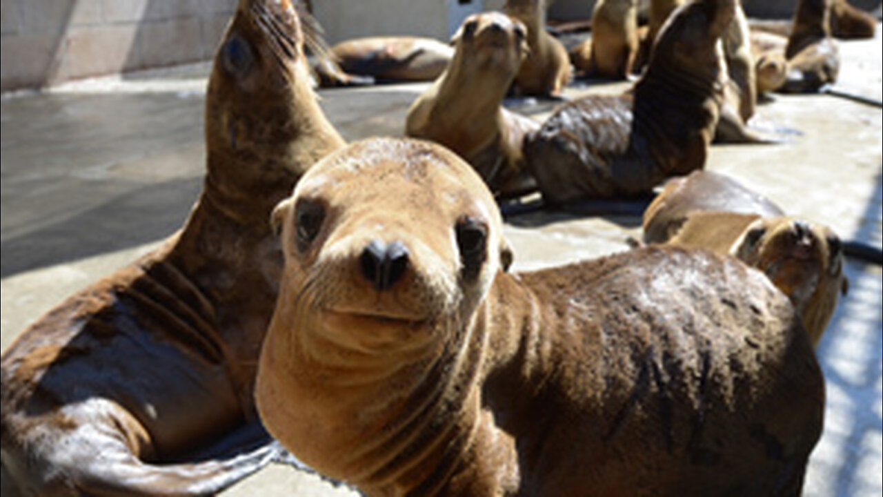 Sea Lion Rescue