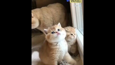 cute cat videos 😹 funny videos 😂 823 😻 #shorts #shortsfunny #cutecat #catvideos #catscare #cats