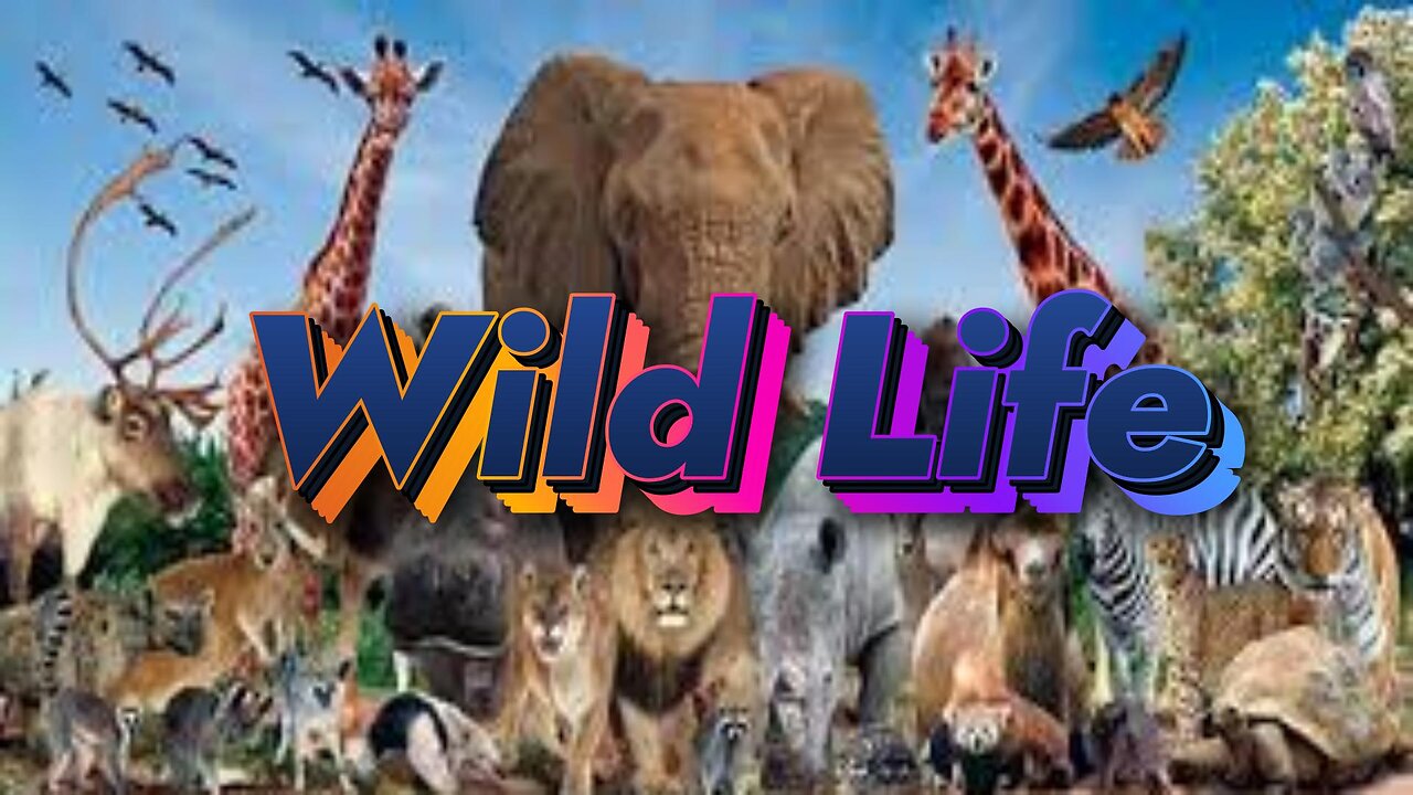 Ultimate Wild Animal collection | Wild life